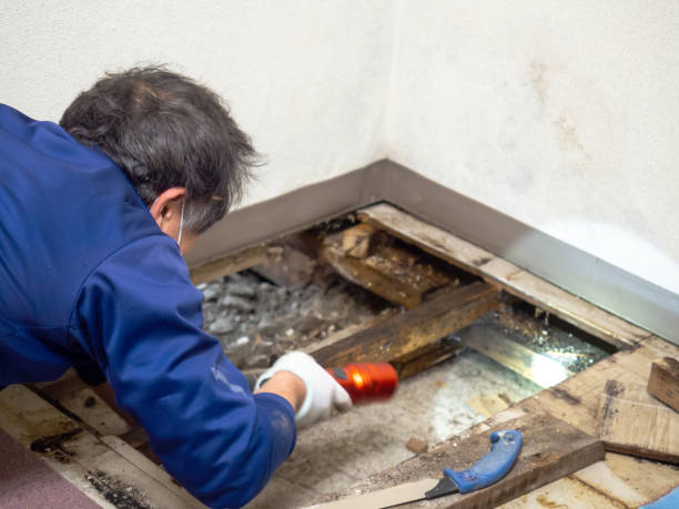 Best Certified Mold Removal  in Chleston, AR