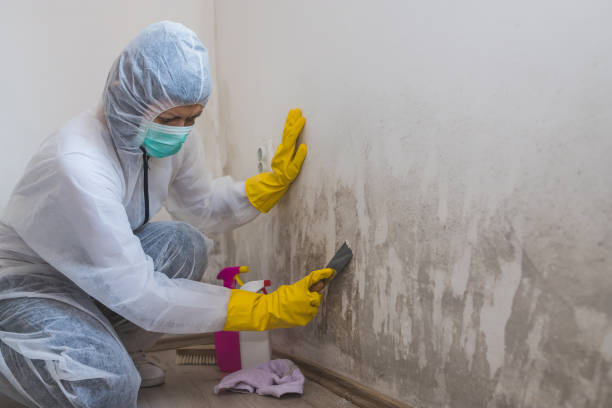 Trusted Charleston, AR Mold Removal Experts