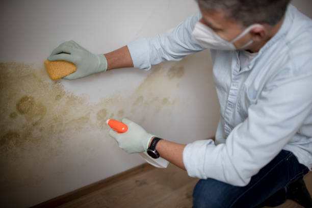 Best Affordable Mold Removal  in Chleston, AR