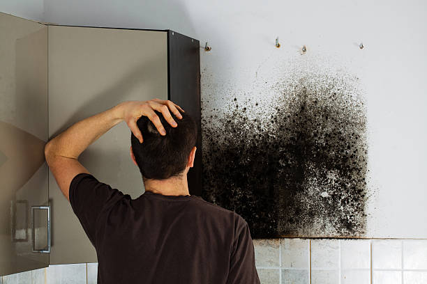 Best Toxic Mold Removal  in Chleston, AR