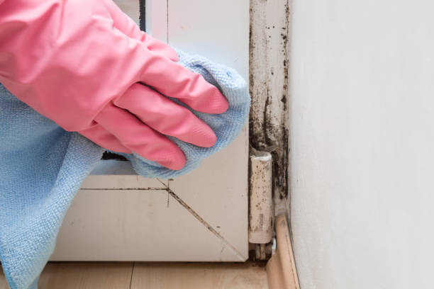 Home Mold Removal in Charleston, AR